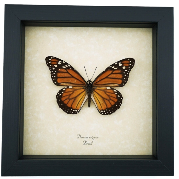 Southern Monarch Butterfly Danaus erippus Female Framed Taxidermy Display