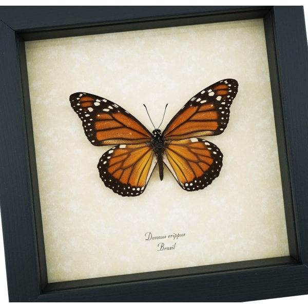 Southern Monarch Butterfly Danaus erippus Female Framed Taxidermy Display