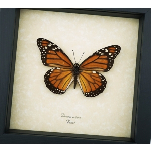 Southern Monarch Butterfly Danaus erippus Female Framed Taxidermy Display