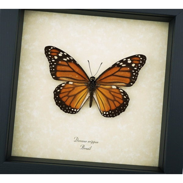 Southern Monarch Butterfly Danaus erippus Female Framed Taxidermy Display