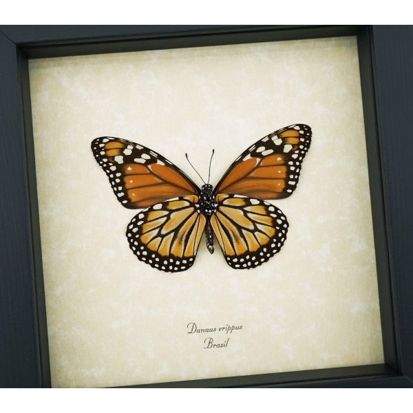 Southern Monarch Butterfly Framed Danaus erippus Female verso Taxidermy Display