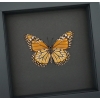 Southern Monarch Butterfly Framed Danaus erippus verso Female Taxidermy Moonlight Display