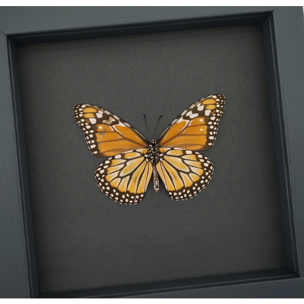 Southern Monarch Butterfly Framed Danaus erippus verso Female Taxidermy Moonlight Display