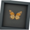 Southern Monarch Butterfly Framed Danaus erippus verso Female Taxidermy Moonlight Display