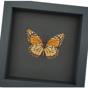 Southern Monarch Butterfly Framed Danaus erippus verso Female Taxidermy Moonlight Display