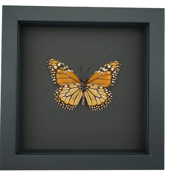 Southern Monarch Butterfly Framed Danaus erippus verso Female Taxidermy Moonlight Display