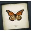 Southern Monarch Framed Brazil Butterfly Danaus erippus male verso Taxidermy Display