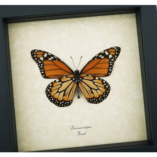 Southern Monarch Framed Brazil Butterfly Danaus erippus male verso Taxidermy Display
