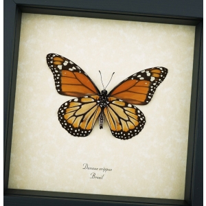 Southern Monarch Framed Brazil Butterfly Danaus erippus male verso Taxidermy Display