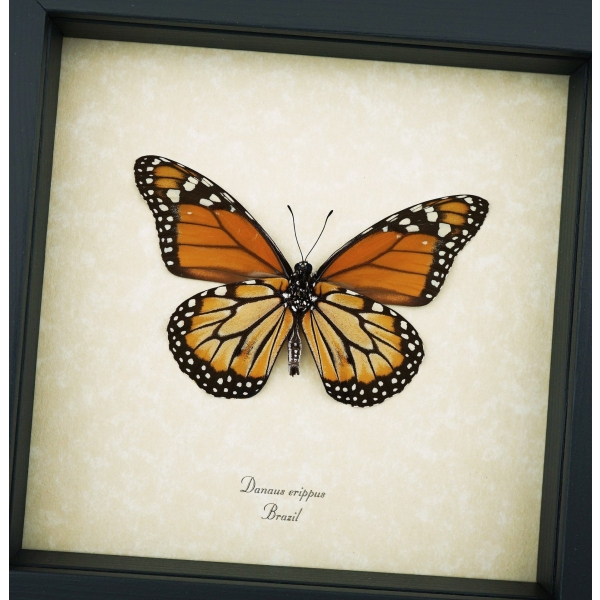 Southern Monarch Framed Brazil Butterfly Danaus erippus male verso Taxidermy Display