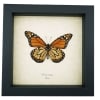 Southern Monarch Framed Brazil Butterfly Danaus erippus male verso Taxidermy Display