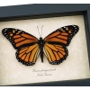 Danaus plexippus Female Resting Monarch Butterfly Framed Taxidermy Display