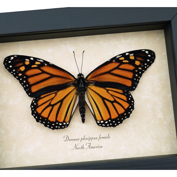 Danaus plexippus Female Resting Monarch Butterfly Framed Taxidermy Display