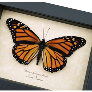Danaus plexippus Female Resting Monarch Butterfly Framed Taxidermy Display