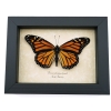 Danaus plexippus Female Resting Monarch Butterfly Framed Taxidermy Display