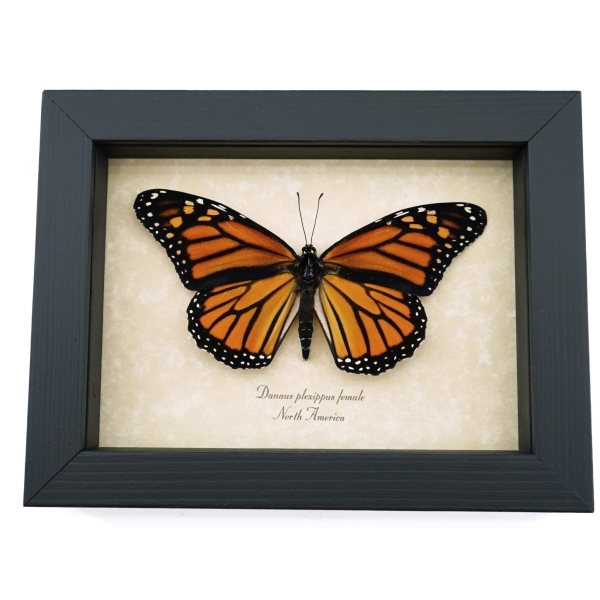 Danaus plexippus Female Resting Monarch Butterfly Framed Taxidermy Display