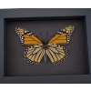 Framed Monarch Butterfly Danaus Plexippus female verso Taxidermy Moonlight Display