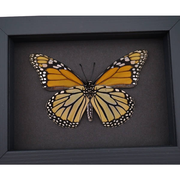 Framed Monarch Butterfly Danaus Plexippus female verso Taxidermy Moonlight Display