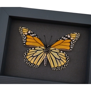 Framed Monarch Butterfly Danaus Plexippus female verso Taxidermy Moonlight Display