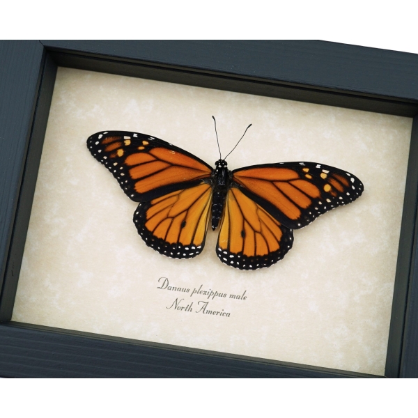 Danaus plexippus male Resting Monarch Butterfly Framed Taxidermy Display