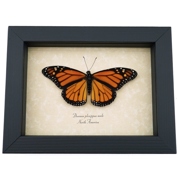 Danaus plexippus male Resting Monarch Butterfly Framed Taxidermy Display