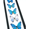 Diamond Morpho Butterfly Collection Framed Taxidermy Classic Black Display