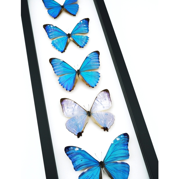 Diamond Morpho Butterfly Collection Framed Taxidermy Classic Black Display