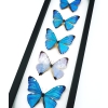 Diamond Morpho Butterfly Collection Framed Taxidermy Classic Black Display