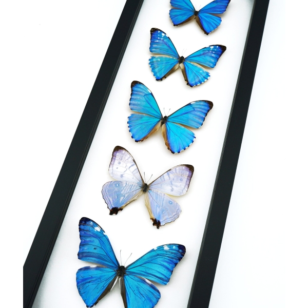 Diamond Morpho Butterfly Collection Framed Taxidermy Classic Black Display