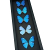Diamond Morpho Butterfly Collection Moonlight Display Framed Taxidermy