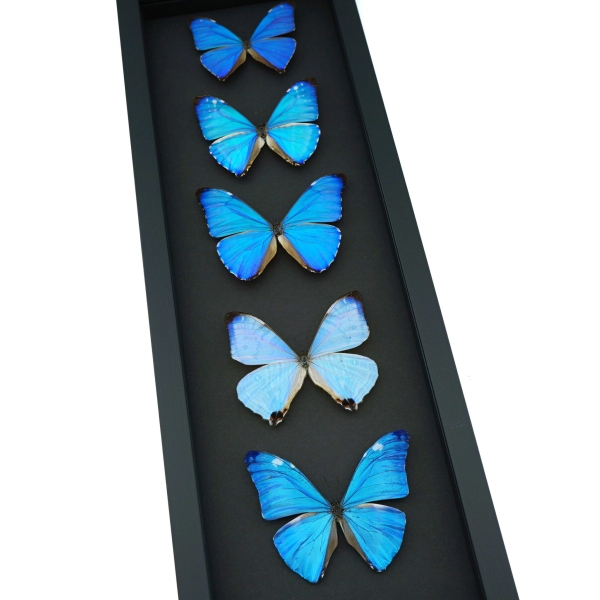 Diamond Morpho Butterfly Collection Moonlight Display Framed Taxidermy
