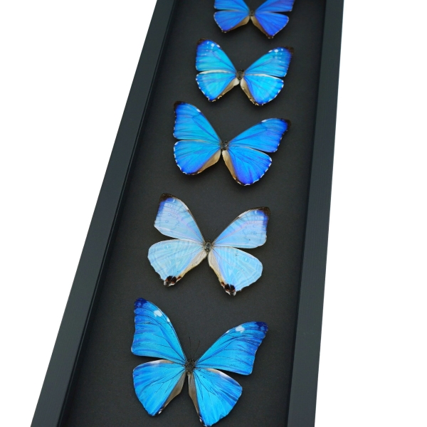Diamond Morpho Butterfly Collection Moonlight Display Framed Taxidermy