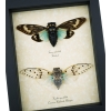 Real Framed Cicada Collection Blue White Ghost Cicadas Insect Taxidermy