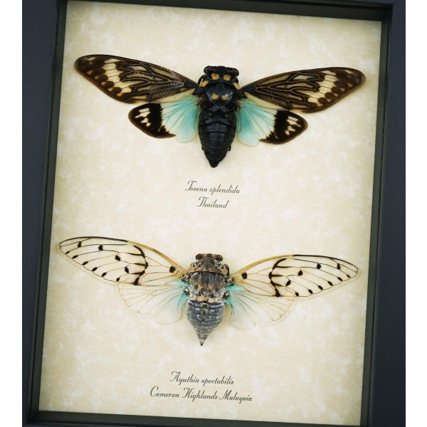 Real Framed Cicada Collection Blue White Ghost Cicadas Insect Taxidermy