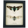 Real Framed Cicada Collection Blue White Ghost Cicadas Insect Taxidermy