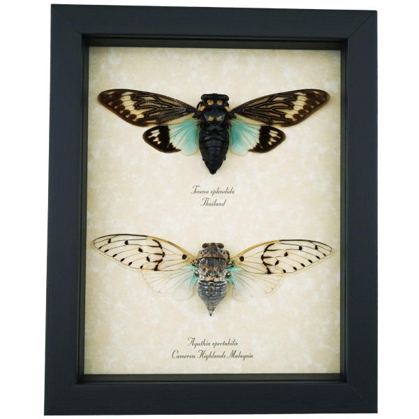 Real Framed Cicada Collection Blue White Ghost Cicadas Insect Taxidermy