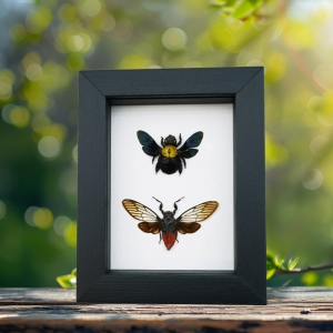 Gold Carpenter Bee Red Devil Cicada Set Framed Insect Taxidermy Classic Black Display