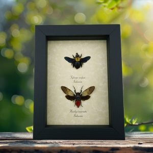 Gold Carpenter Bee Red Devil Cicada Set Framed Insect Taxidermy Display