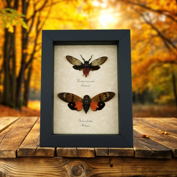 Orange Red Devil Cicada Set Framed Insect Taxidermy Display
