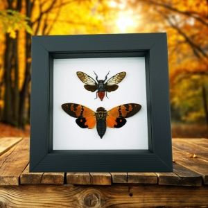 Orange Red Devil Cicada Set Framed Insect Taxidermy Classic Black Display