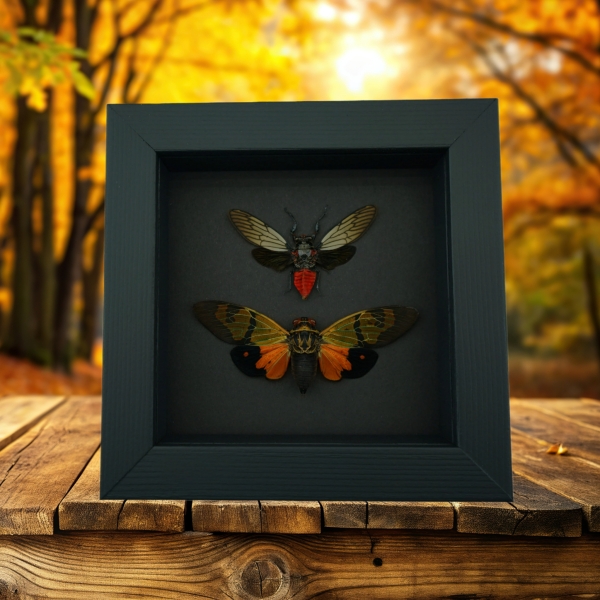 Orange Red Devil Cicada Set Framed Insect Taxidermy Moonlight Display
