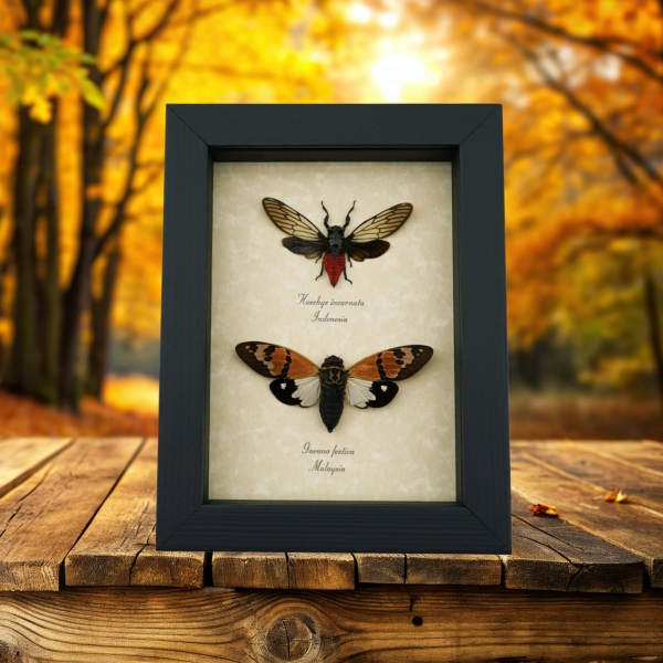 Real Cicada Collection Framed Insect Taxidermy Display