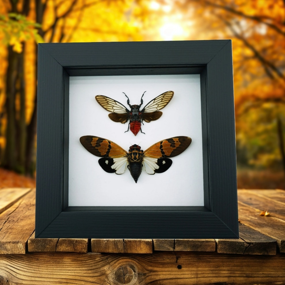 Cicada Set Brown Red Devil Cicadas Framed Insect Taxidermy Classic Black Display