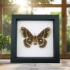 Framed Cecropia Moth Hyalophora cecropia Female Classic Black Display