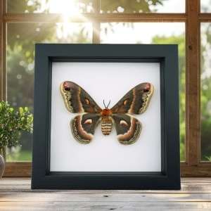 Framed Cecropia Moth Hyalophora cecropia Female Classic Black Display