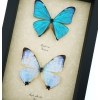 Morpho Aega Morpho sulkowski Butterflies Framed Taxidermy Butterfly Collection