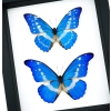 Framed Blue Morpho Butterfly Collection Real Butterflies rhetenor helena cacica Set Taxidermy Display