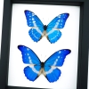 Framed Blue Morpho Butterfly Collection Real Butterflies rhetenor helena cacica Set Taxidermy Display