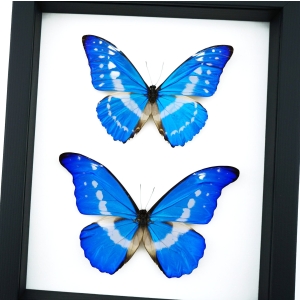 Framed Blue Morpho Butterfly Collection Real Butterflies rhetenor helena cacica Set Taxidermy Display