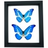 Framed Blue Morpho Butterfly Collection Real Butterflies rhetenor helena cacica Set Taxidermy Display